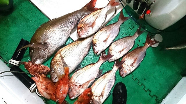 私の釣果です。鯛８引きにアラカブ５匹